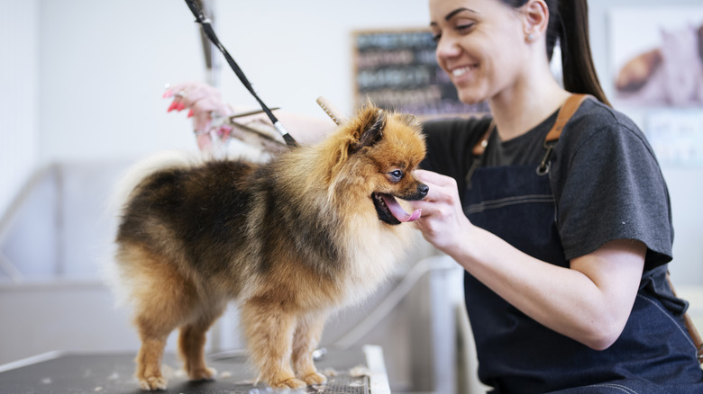 pet grooming