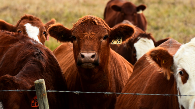 Ear-tagged beef calf behind a wire fence