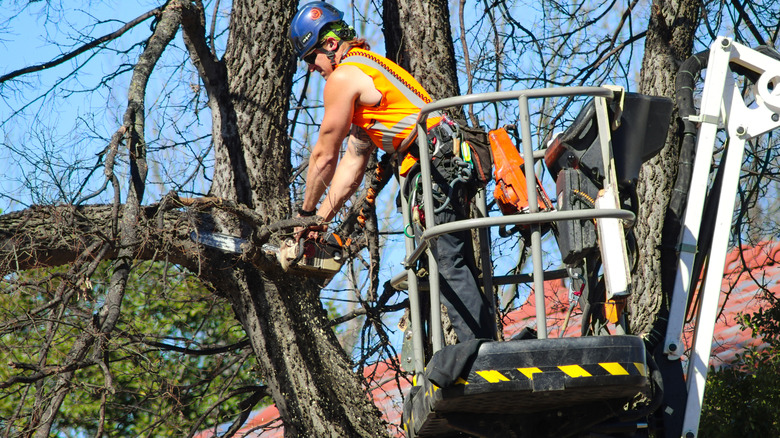 Man on a crane up in a tree trimming a branch with a chain saw in Oklahoma.