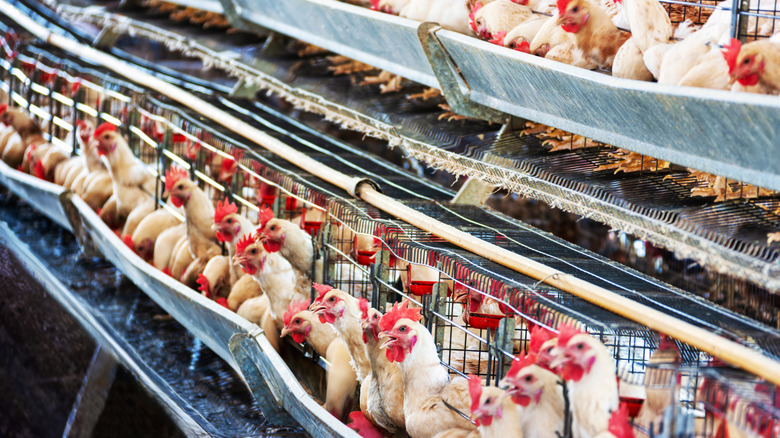 Rows of egg-laying hens in their cages.