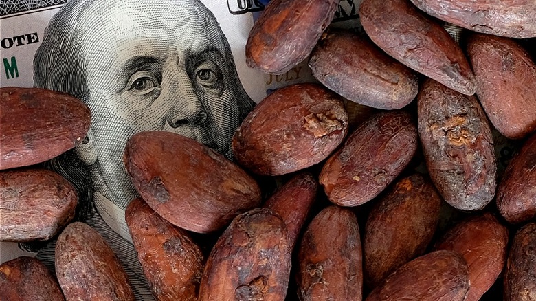 Hands sift through cocoa beans