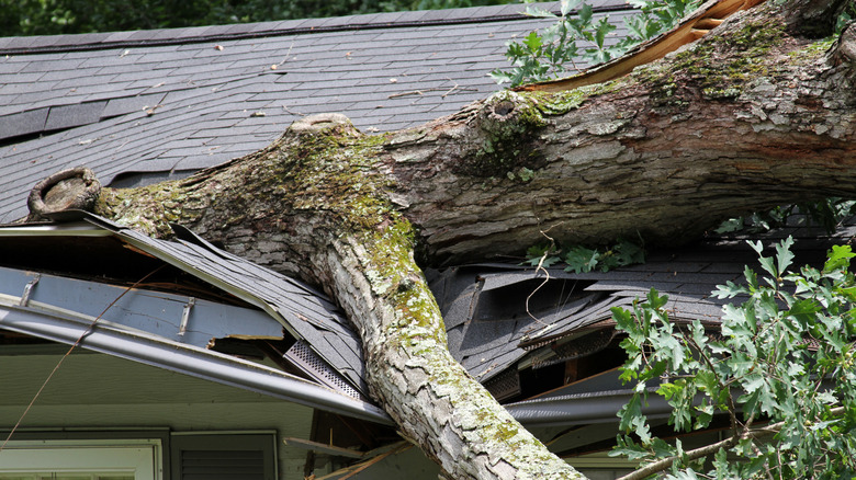 Fallen tree crushing a house roof