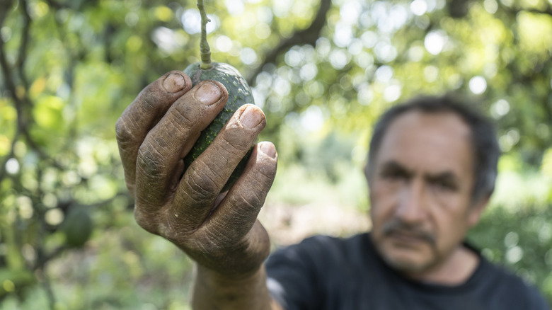 man picking an avocado