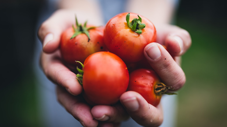 hands holding fresh tomatoes