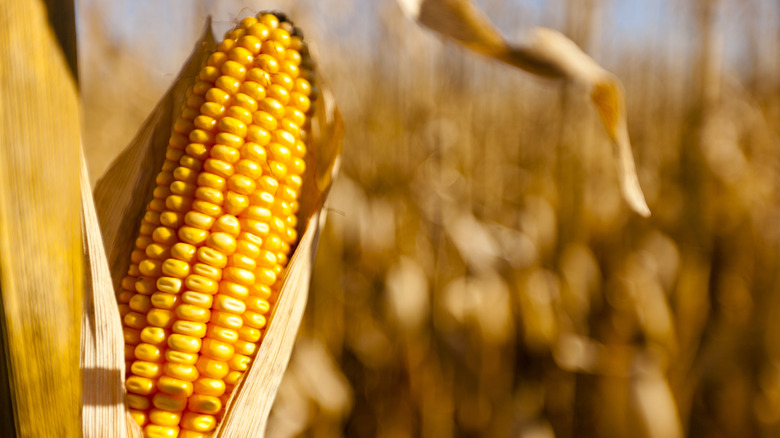 an ear of corn ready for harvest