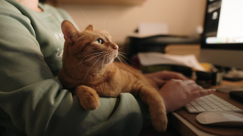 cat sitting across working hands